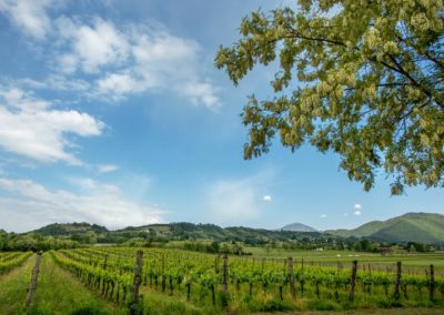 Franciacorta Cantina Mosnel